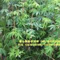 美人树苗 美丽异木棉苗
