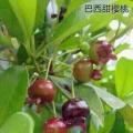 巴西甜樱桃