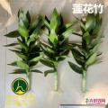 荷花竹