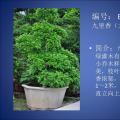 九里香