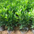 非洲茉莉（灰莉）