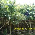 大叶紫薇