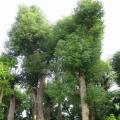 香樟树