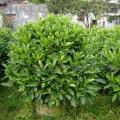 非洲茉莉