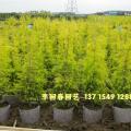 黄金香柳