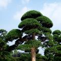 日本罗汉松