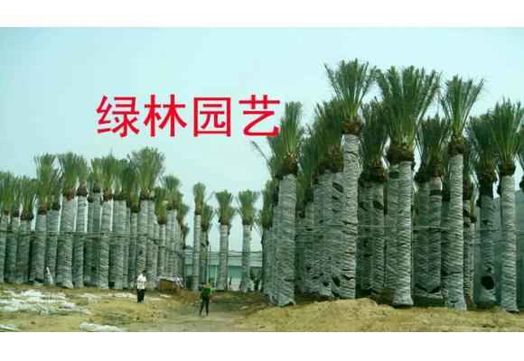 绿林园艺引进壮杆蜜枣