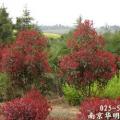 红叶石楠