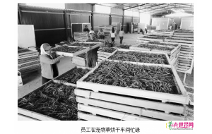河北平泉：宠物草畅销京津沪