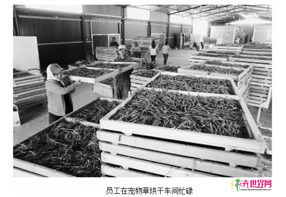 河北平泉：宠物草畅销京津沪