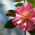 茶花(靖安茶)