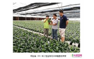 广东河源:小盆栽“种”出贫困户好日子 广东河源:小盆栽“种”出贫困户好日子