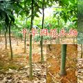 发财树