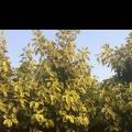 花叶富贵榕