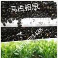 马占相思