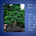 榆树