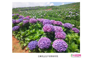 云南:绣球切花进入淡季 价格低迷致部分鲜花剪丢地中 云南:绣球切花进入淡季 价格低迷致部分鲜花剪丢地中