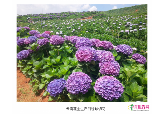 云南:绣球切花进入淡季 价格低迷致部分鲜花剪丢地中 云南:绣球切花进入淡季 价格低迷致部分鲜花剪丢地中