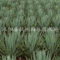 剑麻