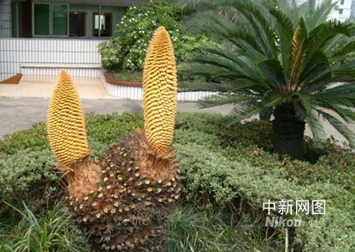 四川宜宾一株铁树开双花 见者无不称奇(组图)