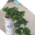 榕树