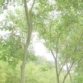 乌桕