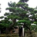 日本黑松