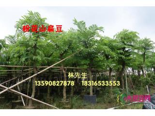 粉花山扁豆