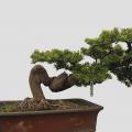 金钻罗汉松