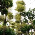 锦叶榄仁