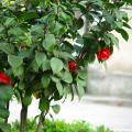 茶花