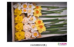 英国千余家展商参加哈罗盖特春季花卉展【组图】