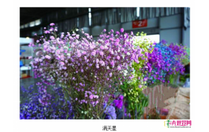 斗南花市：国产吸色满天星提质升级