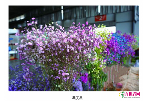 斗南花市:国产吸色满天星提质升级 斗南花市:国产吸色满天星提质升级
