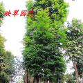 多宝树