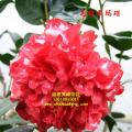 茶花  毛缘黑玛瑙