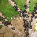 台湾嘉宝果（结果时）