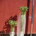 富贵竹3 Lucky bamboo