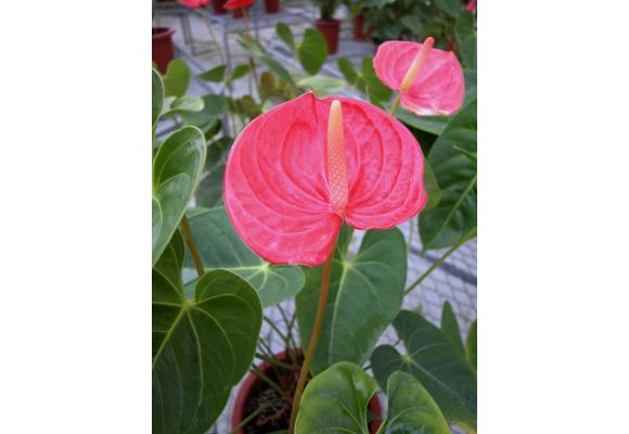 红掌(亚马逊)