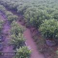 非洲茉莉
