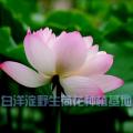 河北白洋淀野生荷花种植基地特供慈姑