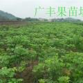 龙眼苗