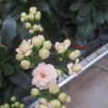 长寿花
