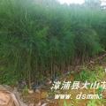 木麻黄