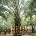 大量出售银海枣(中东海枣)