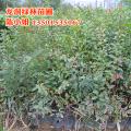 小叶紫薇