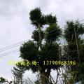 大榕树