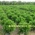 非洲茉莉