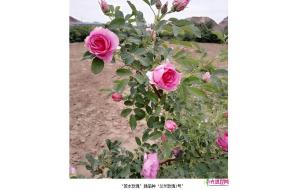 兰州育成“苦水玫瑰”新品种