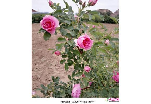 兰州育成“苦水玫瑰”新品种 兰州育成“苦水玫瑰”新品种